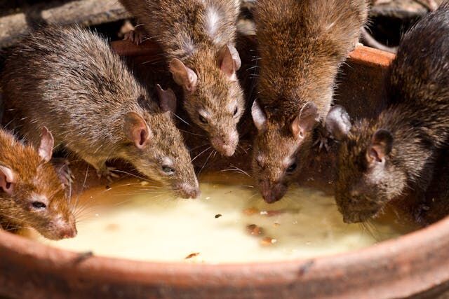 How to Keep Rodents out of the Home While Renovating